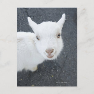 Carte Postale Jeune chèvre