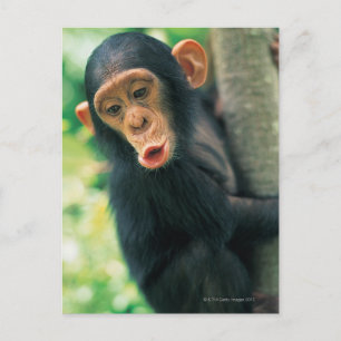 Carte Postale Jeune chimpanzé (poitrine troglodytique)