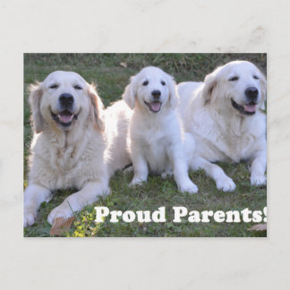Carte Postale Jeune chiot Golden Retriever avec des parents fier