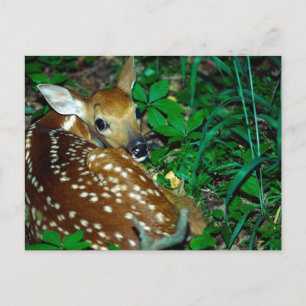 Carte Postale Jeune faon