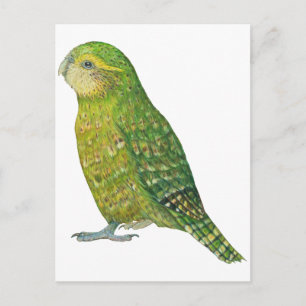Carte Postale Jeune femme Kakapo
