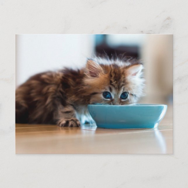 Carte Postale Jeune Kitten perse (Devant)