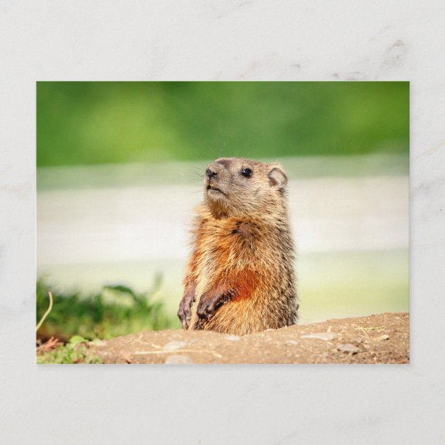 Carte Postale Jeune marmotte (Devant)