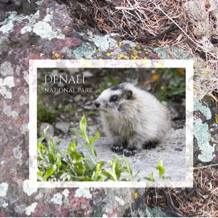 Carte Postale Jeune marmotte, Parc national Denali