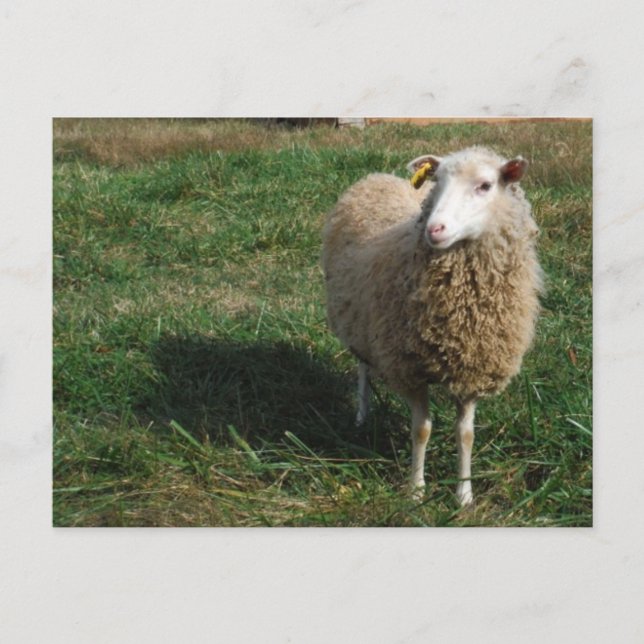 Carte Postale Jeune mouton blanc sur la ferme (Devant)