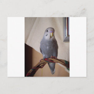 Carte Postale jeune perruque bleue