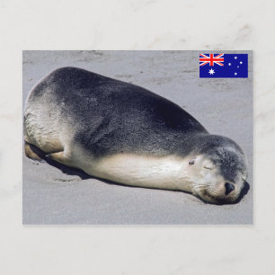 Carte Postale Jeune phoque dormant sur la plage - Australie