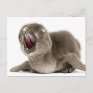 Carte Postale Jeune pingouin africain - Spheniscus demersus.