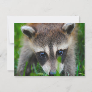 Carte Postale Jeune Raccoon dans l'herbe
