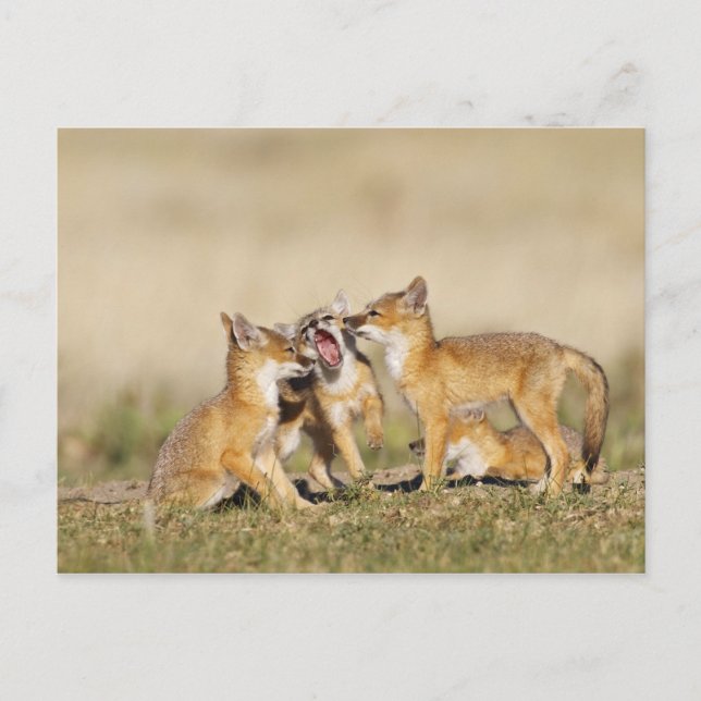 Carte Postale Jeune Renard véloce (Vulpes macrotis) au terrier, (Devant)