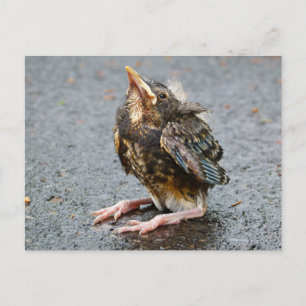 Carte postale Jeune Robin assis