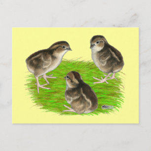 Carte Postale Jeunes cailles de Bobwhite