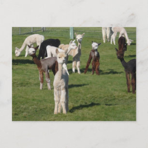 Carte Postale Jeunes d'Alpaca