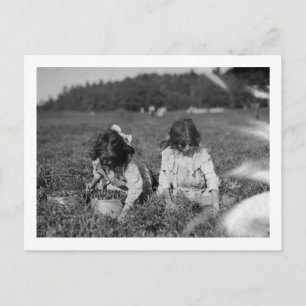Carte Postale Jeunes filles cueillant des canneberges Photograph