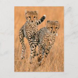Carte Postale Jeunes guépards (Acinonyx Jubatus) en course