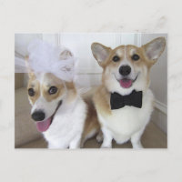 JEUNES MARIÉS DE CORGI DE GALLOIS