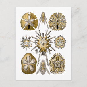 Carte Postale Jeunes oursins