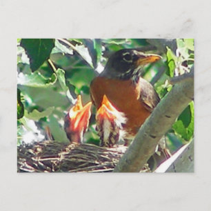 Carte Postale Jeunes robins affamés, beaks ouverts, à la recherc