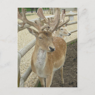 Carte Postale Jeunes stèles