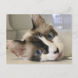 Carte Postale Jillie