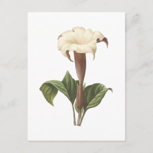 Carte Postale jimsonweed(Datura lavis) par Redouté