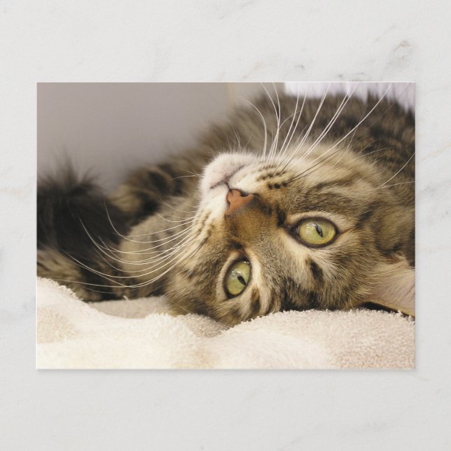 Carte Postale Jody (Devant)