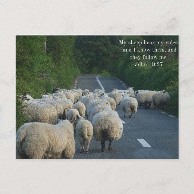 Carte Postale John 10:27 Christian Postcard (Devant)