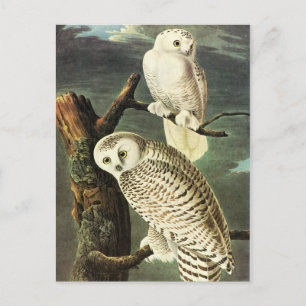 Carte Postale John James Audubon Owls Fine Art