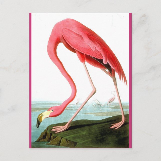 Carte Postale John James Audubon, Peinture Flamant rose (Devant)