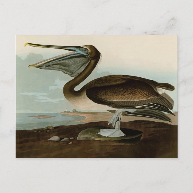 Carte Postale John James Audubon Peinture Pélicane Brown (Devant)