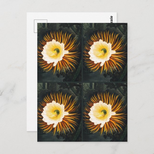 Carte Postale John Thornton Four Night Blower Cereuses Botanical (Devant / Derrière)