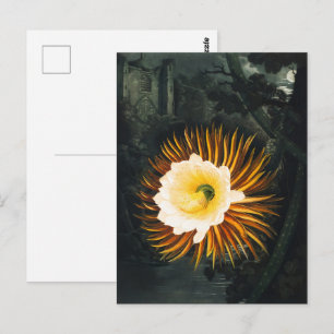 Carte Postale John Thornton Le Botanique Cereus, Qui Souffle La