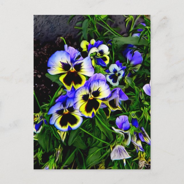 Carte Postale Johnny Jump Up (Devant)