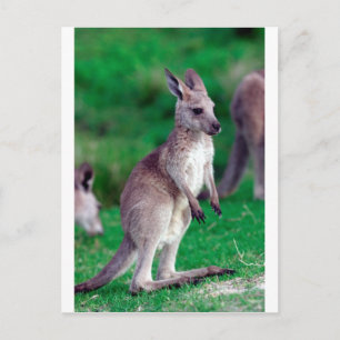 Carte Postale Joie mignonne bébé Kangaroo