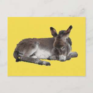 Carte Postale Joli âne chocolat bébé poulain dormant sur jaune