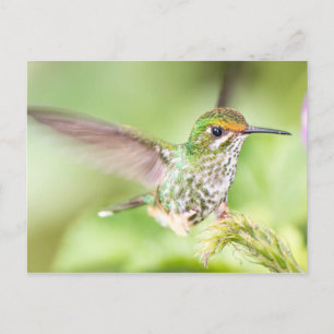 Carte Postale Joli Atterrissage de colibri sur une branche