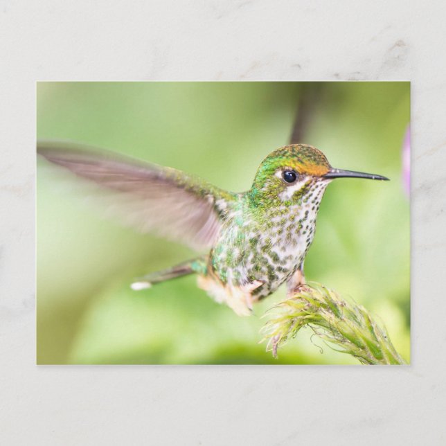 Carte Postale Joli Atterrissage de colibri sur une branche (Devant)