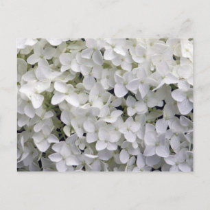 Carte Postale Joli blanc Hydrangea Closeup Photo