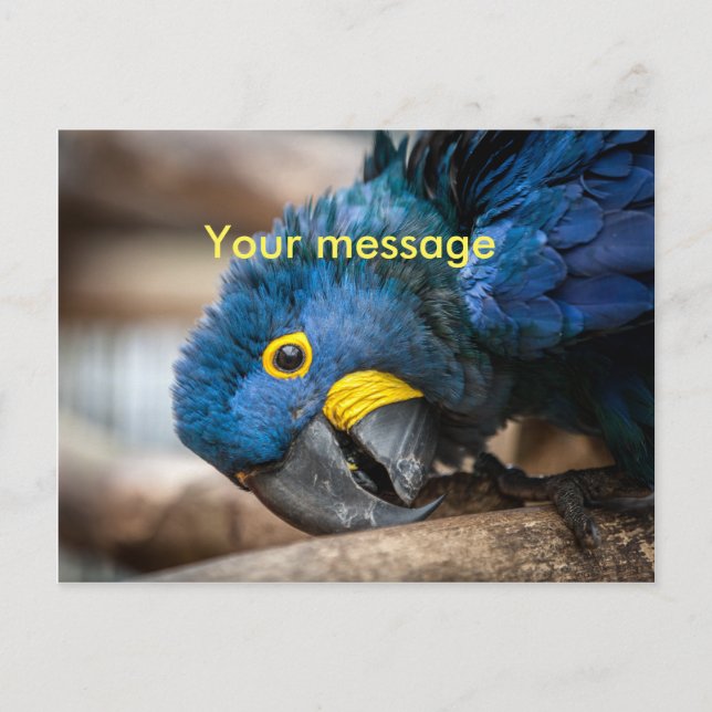 Carte postale joli bleu Hyacinth Macaw perroquet (Devant)