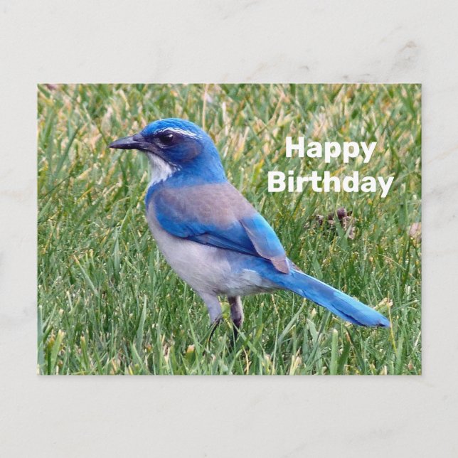 Carte Postale Joli Blue Scrub Jay Bird Photo Anniversaire (Devant)