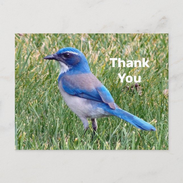 Carte Postale Joli Blue Scrub Jay Bird Photo Merci (Devant)