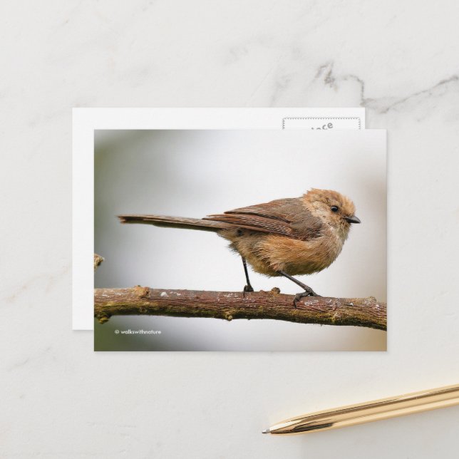 Carte Postale Joli Bushtit sur l'arbre hybride aux fruits (Devant/Arrière en situation)