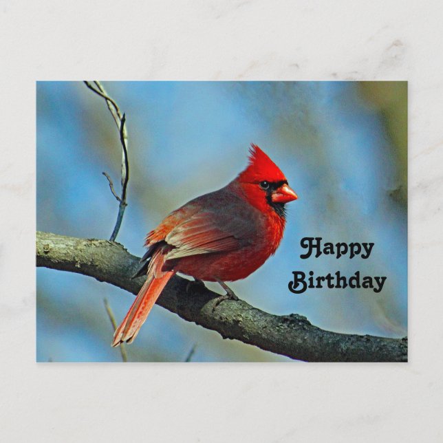 Carte Postale Joli Cardinal Rouge Photo Anniversaire (Devant)