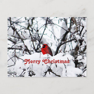 Carte Postale Joli Cardinal Rouge Photo Neige Noël