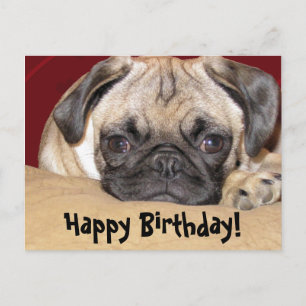 Carte Postale Joli Carlin Chiot Anniversaire Souhait