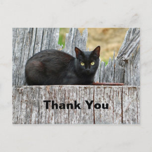 Carte Postale Joli Chat Noir Photo de Log Merci