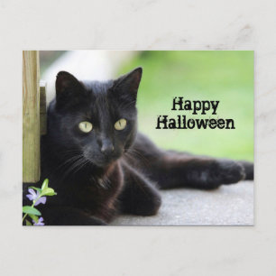 Carte Postale Joli chat noir photo Halloween