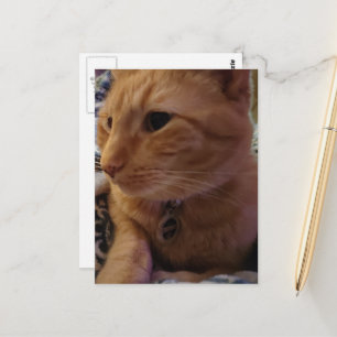 Carte Postale Joli chat roux endormi