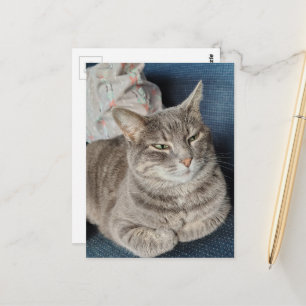 Carte Postale Joli chat tabby gris