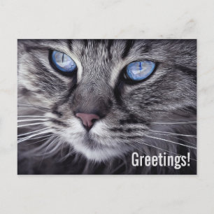 Carte Postale Joli chat tigré